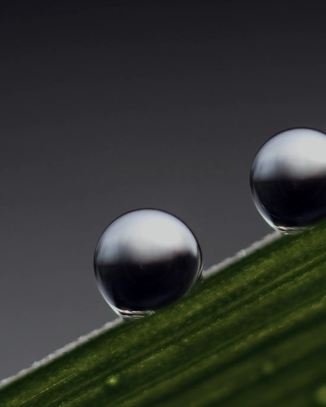 Dew beading on a grass blade at dawn