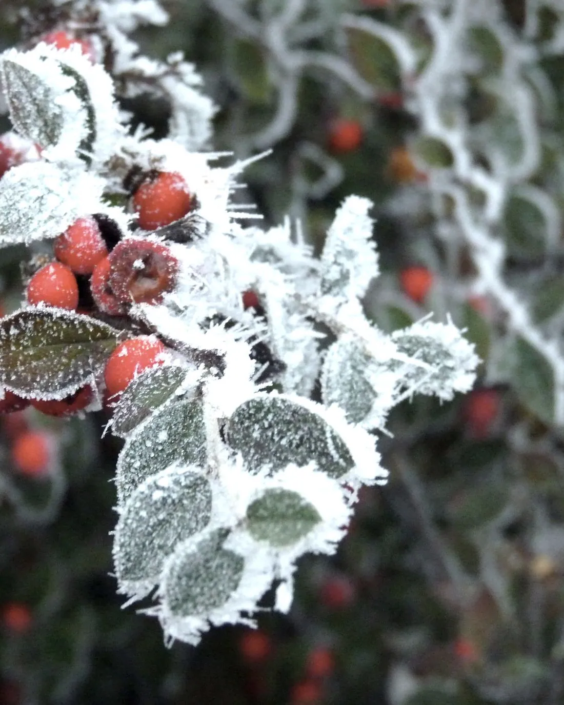 Fruit and leaves encrusted with frost crystals