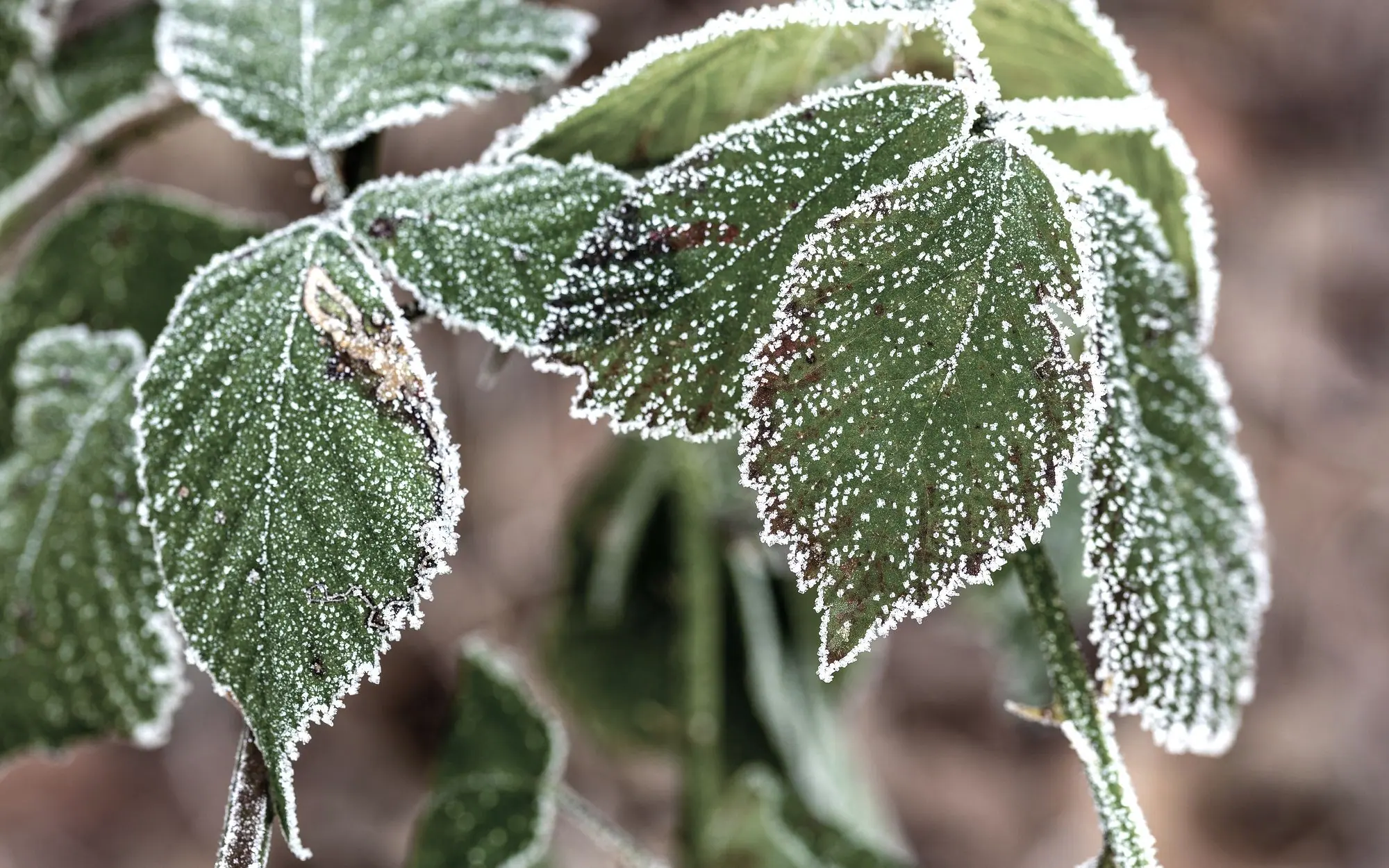 Extreme close-up of leaves rimmed with white frost crystals along every serrated edge